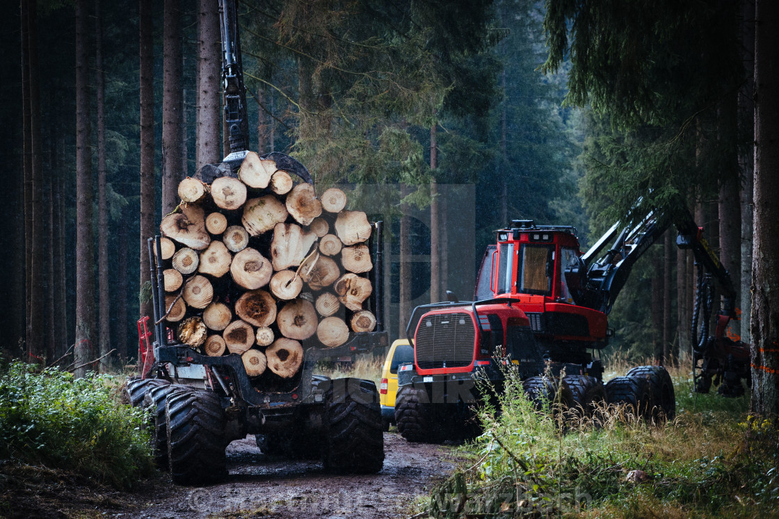 "Der Harz - Reise durch das Waldsterben (Dying Forest in Gemany)" stock image