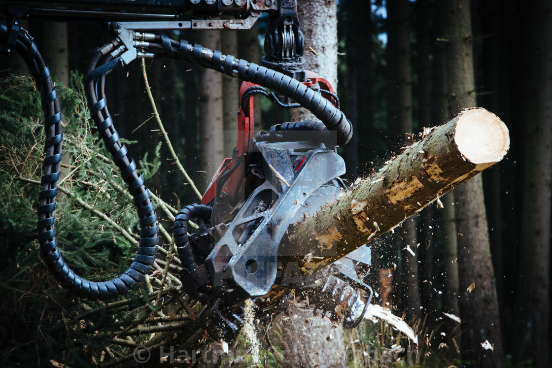 "Der Harz - Reise durch das Waldsterben (Dying Forest in Gemany)" stock image