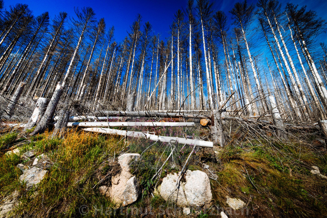 "Der Harz - Reise durch das Waldsterben" stock image