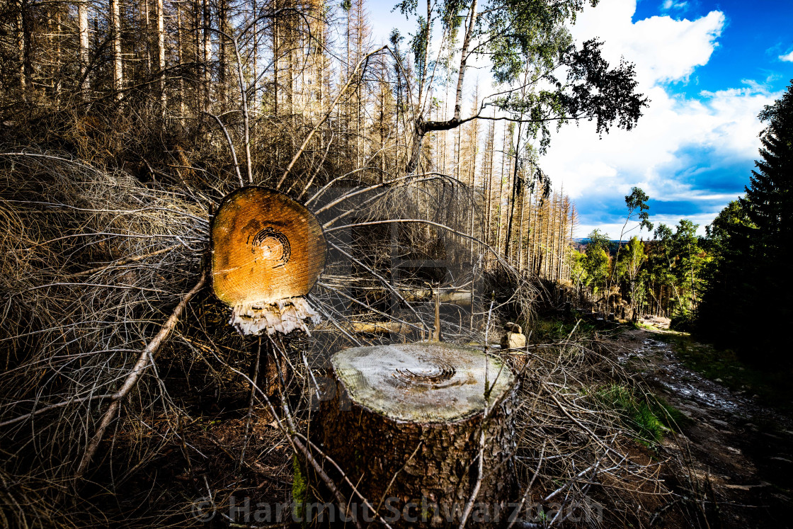 "Der Harz - Reise durch das Waldsterben" stock image