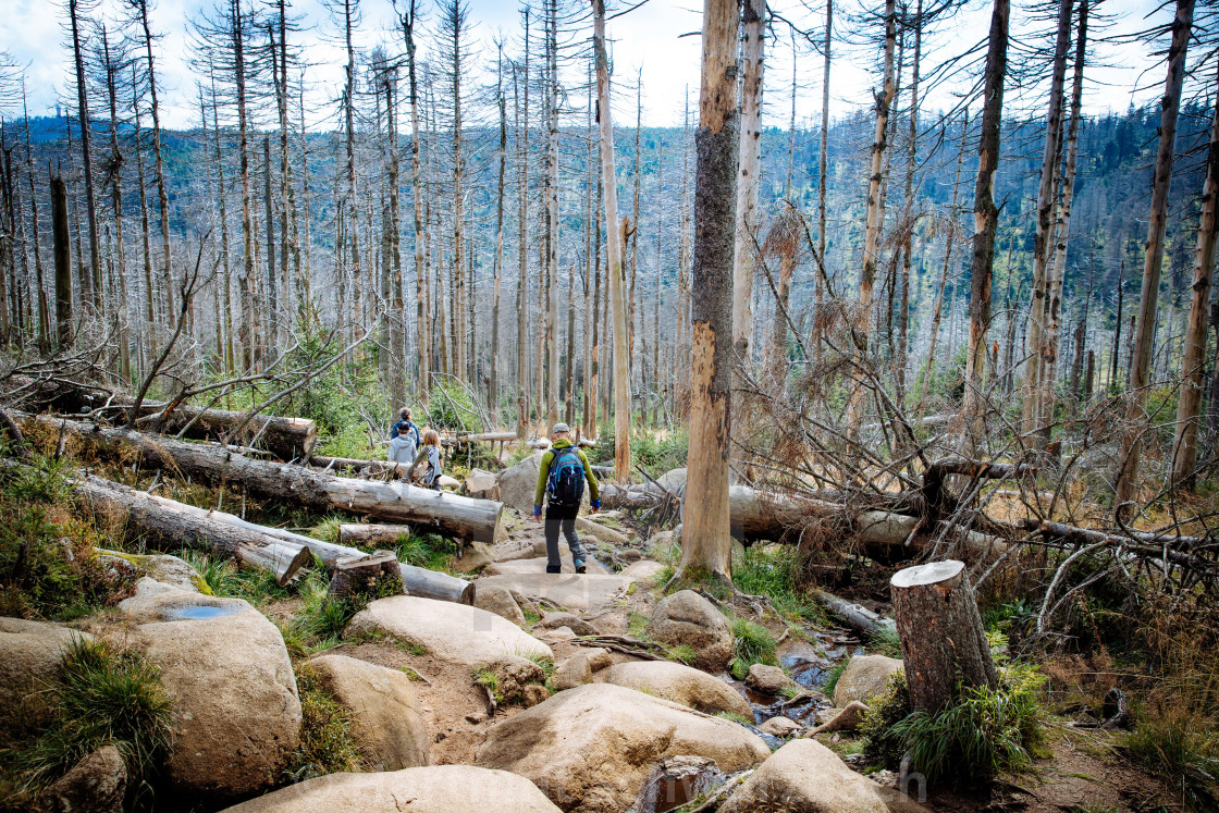 "Der Harz - Reise durch das Waldsterben" stock image