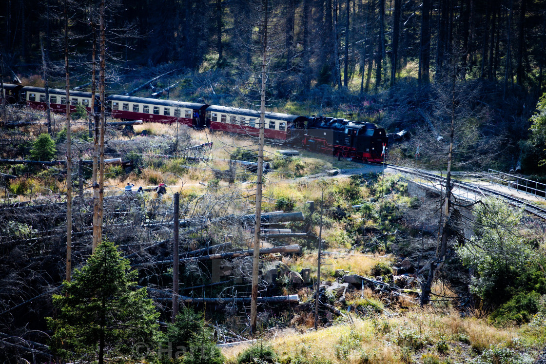 "Der Harz - Reise durch das Waldsterben" stock image