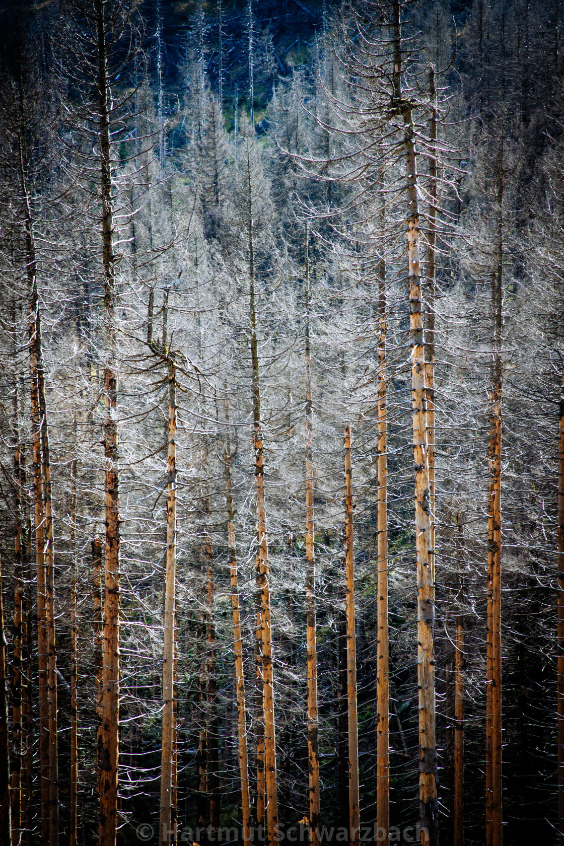 "Der Harz - Reise durch das Waldsterben" stock image