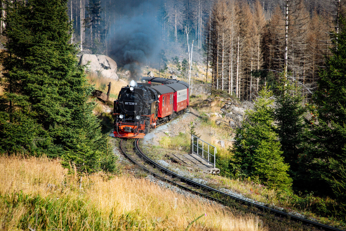 "Der Harz - Reise durch das Waldsterben" stock image