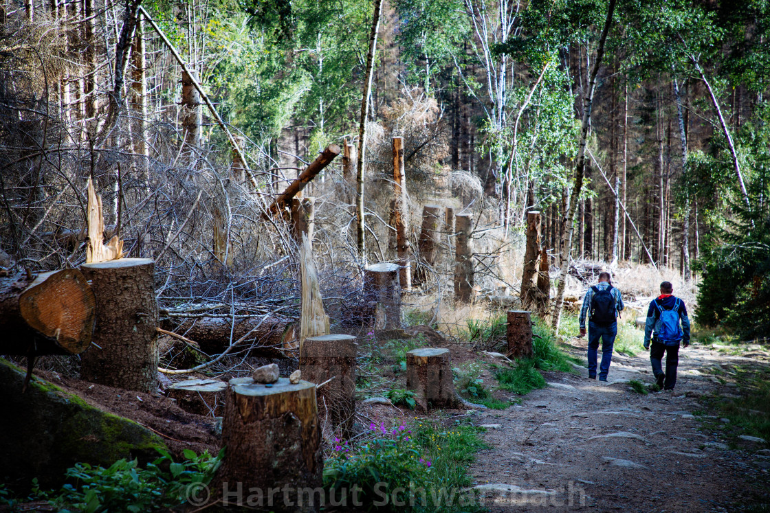 "Der Harz - Reise durch das Waldsterben" stock image