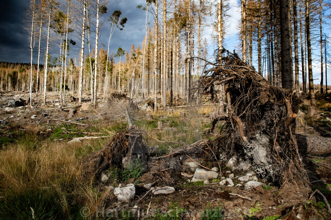 "Der Harz - Reise durch das Waldsterben" stock image