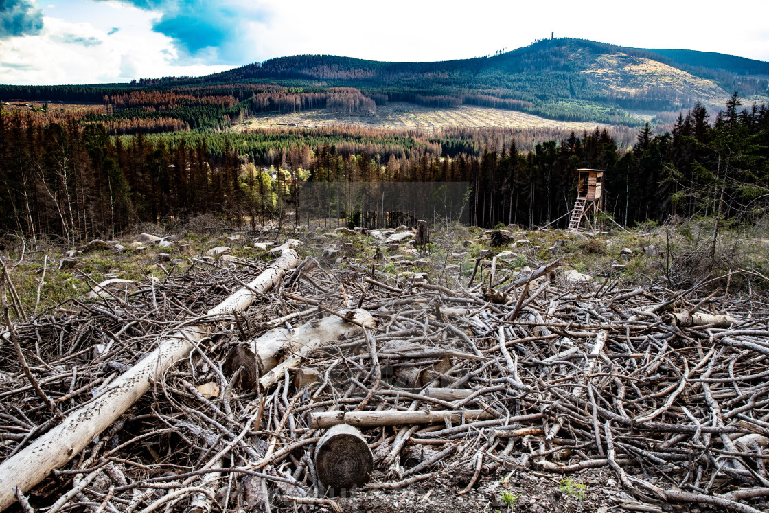 "Der Harz - Reise durch das Waldsterben" stock image