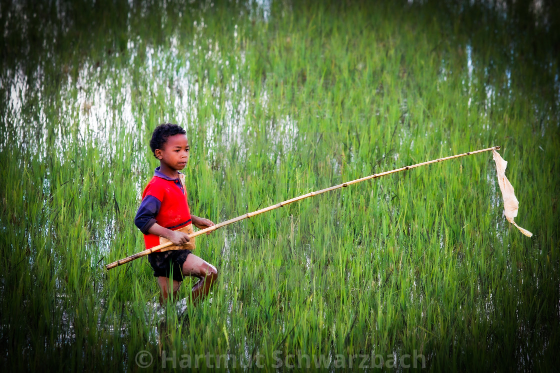 "boy in ricefield in Madagascar" stock image