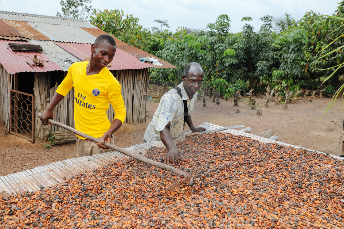 "Cultivation of cocoa plants by a smallholder" stock image