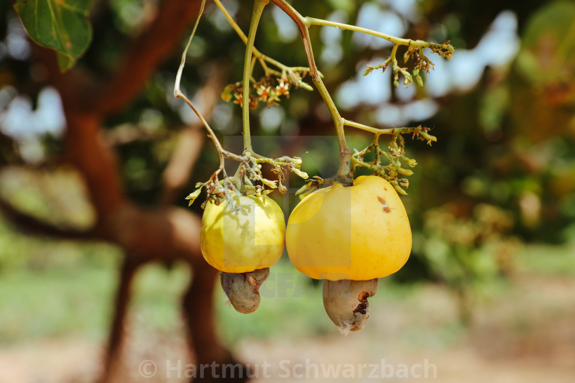 "growing of cashew nuts" stock image