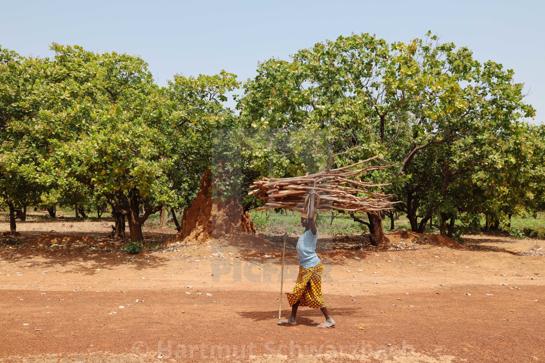 "growing of cashew nuts" stock image