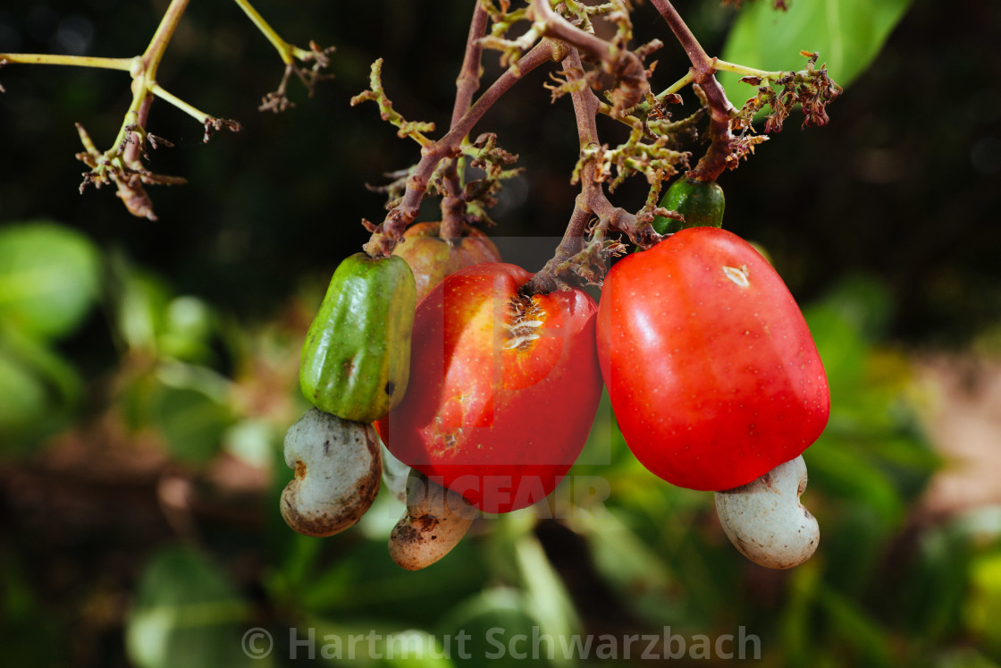 "growing of cashew nuts" stock image