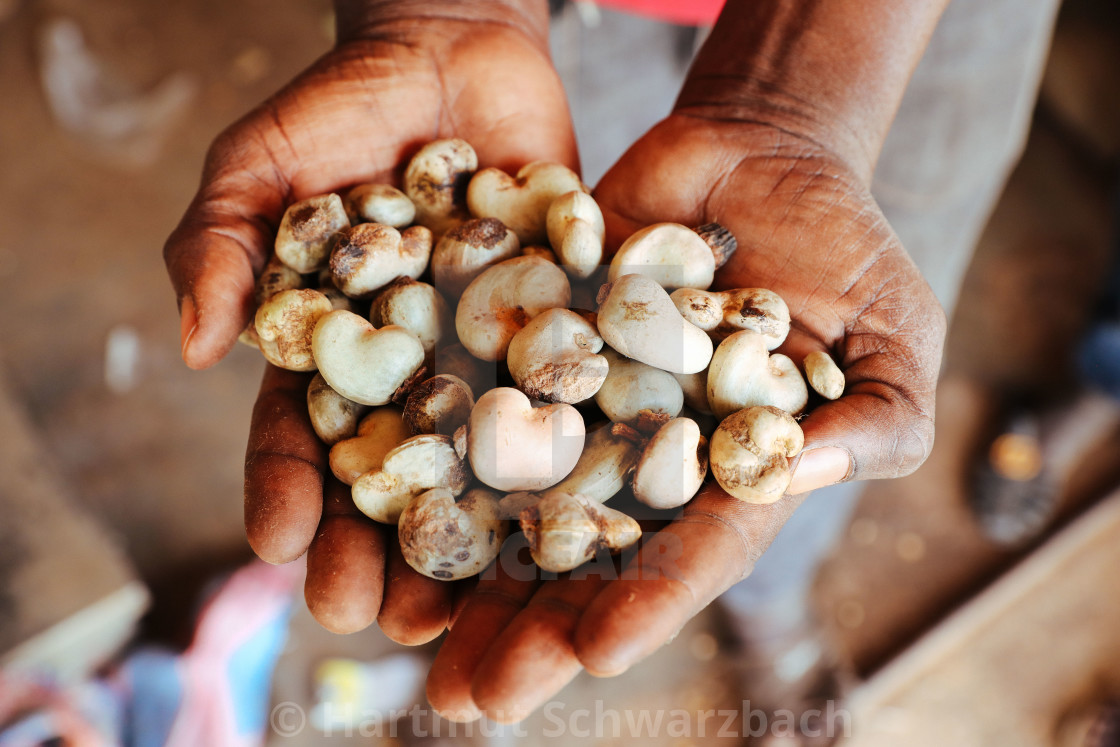 "growing of cashew nuts" stock image