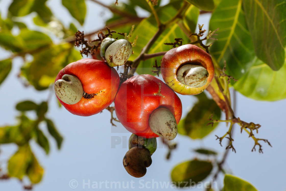 "growing of cashew nuts" stock image