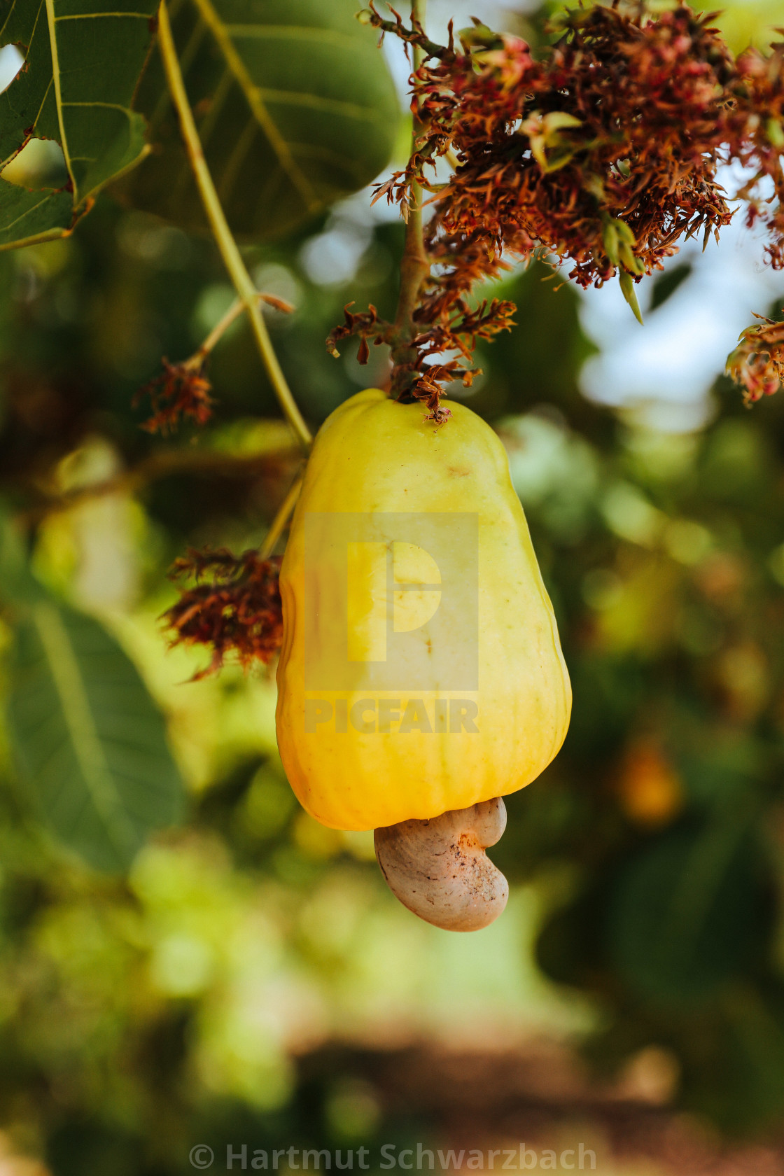 "growing of cashew nuts" stock image