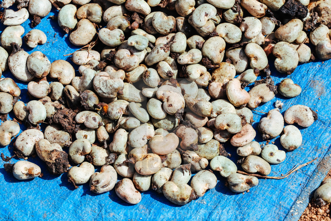 "growing of cashew nuts" stock image