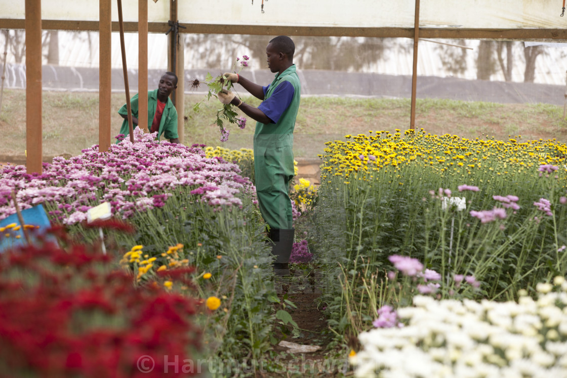 "Flower Industry in Uganda - Production for Europe" stock image