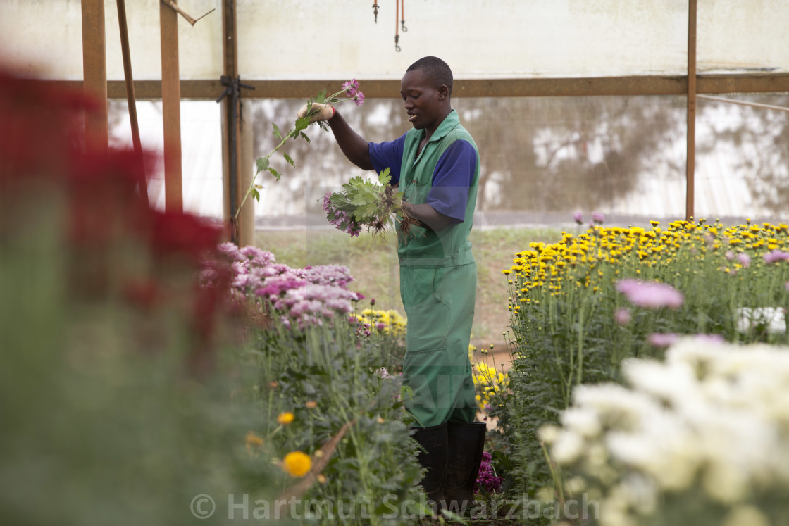 "Flower Industry in Uganda - Production for Europe" stock image