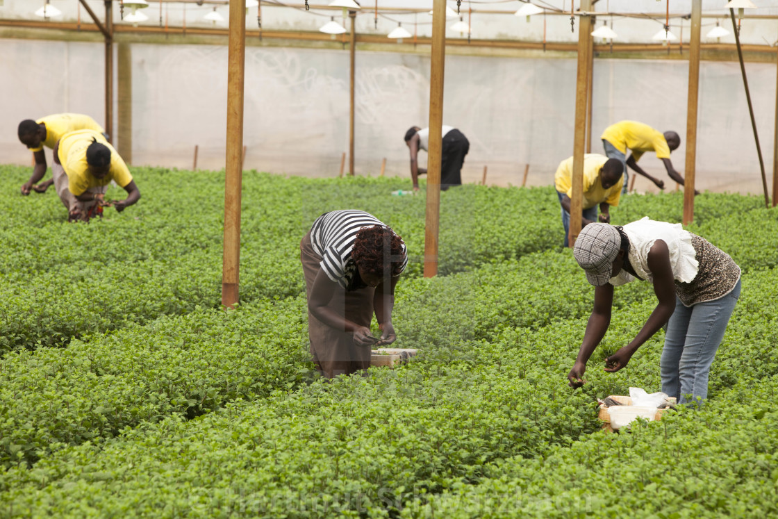 "Flower Industry in Uganda - Production for Europe" stock image