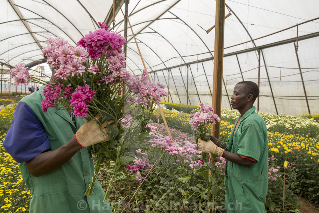 "Flower Industry in Uganda - Production for Europe" stock image