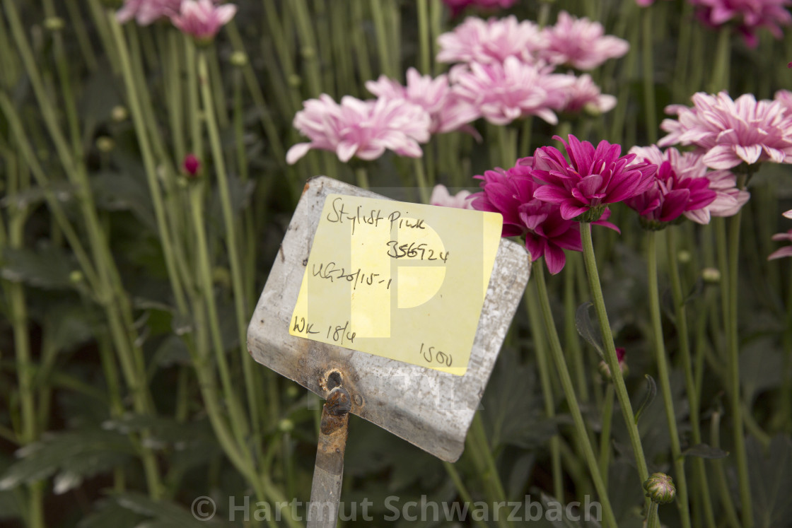 "Flower Industry in Uganda - Production for Europe" stock image