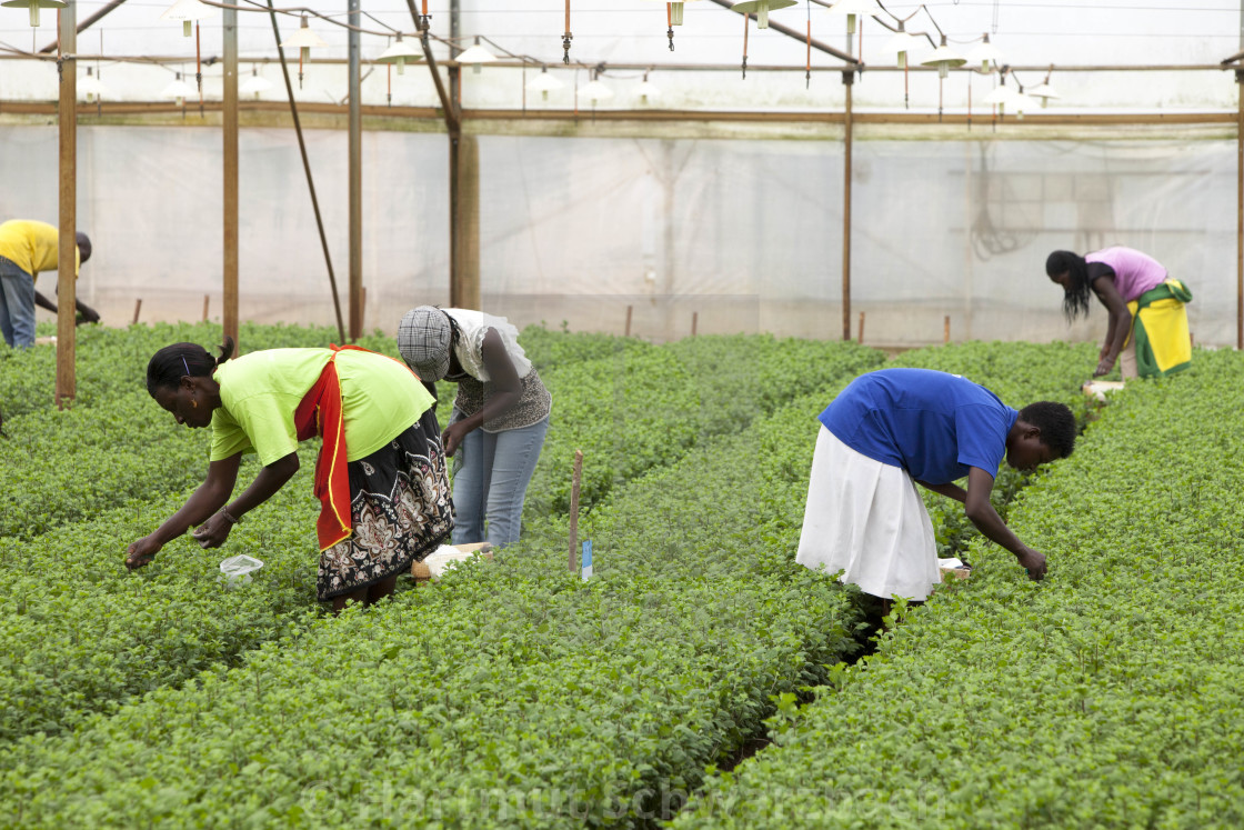 "Flower Industry in Uganda - Production for Europe" stock image