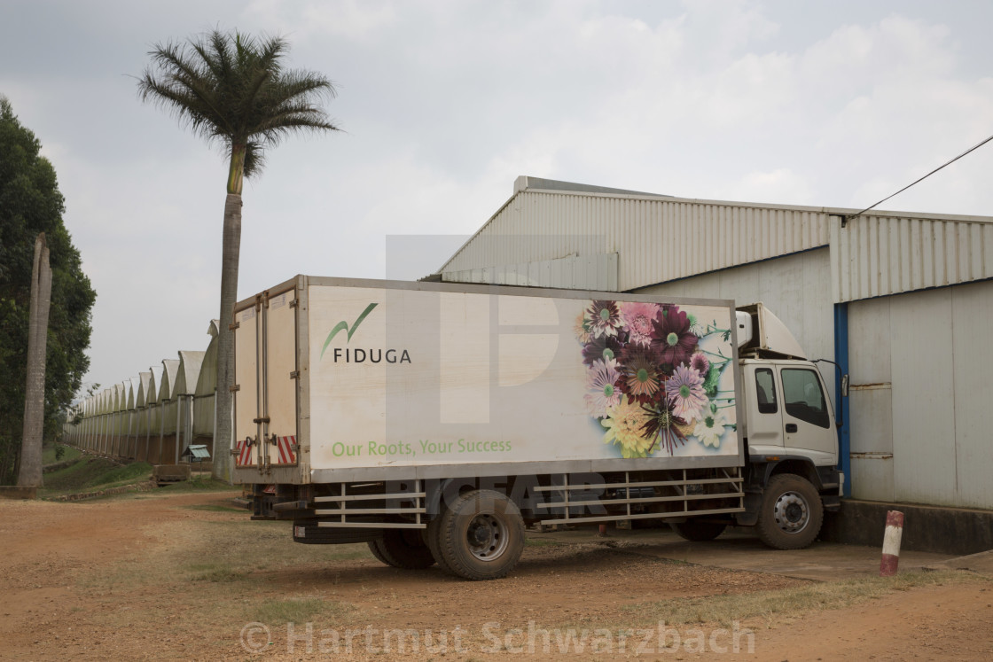 "Flower Industry in Uganda - Production for Europe" stock image