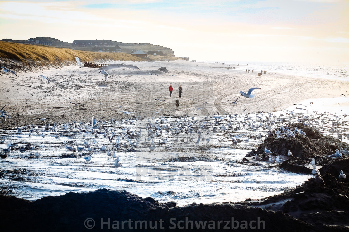 "Sand flushing with heavy equipment to secure the coast and the s" stock image