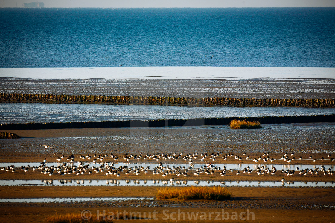 "coastal protection on the north sea" stock image