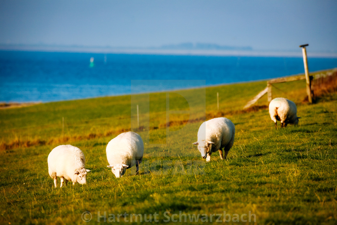 "coastal protection on the north sea" stock image