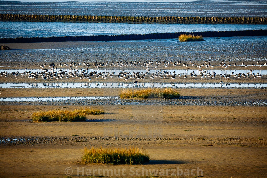 "coastal protection on the north sea" stock image