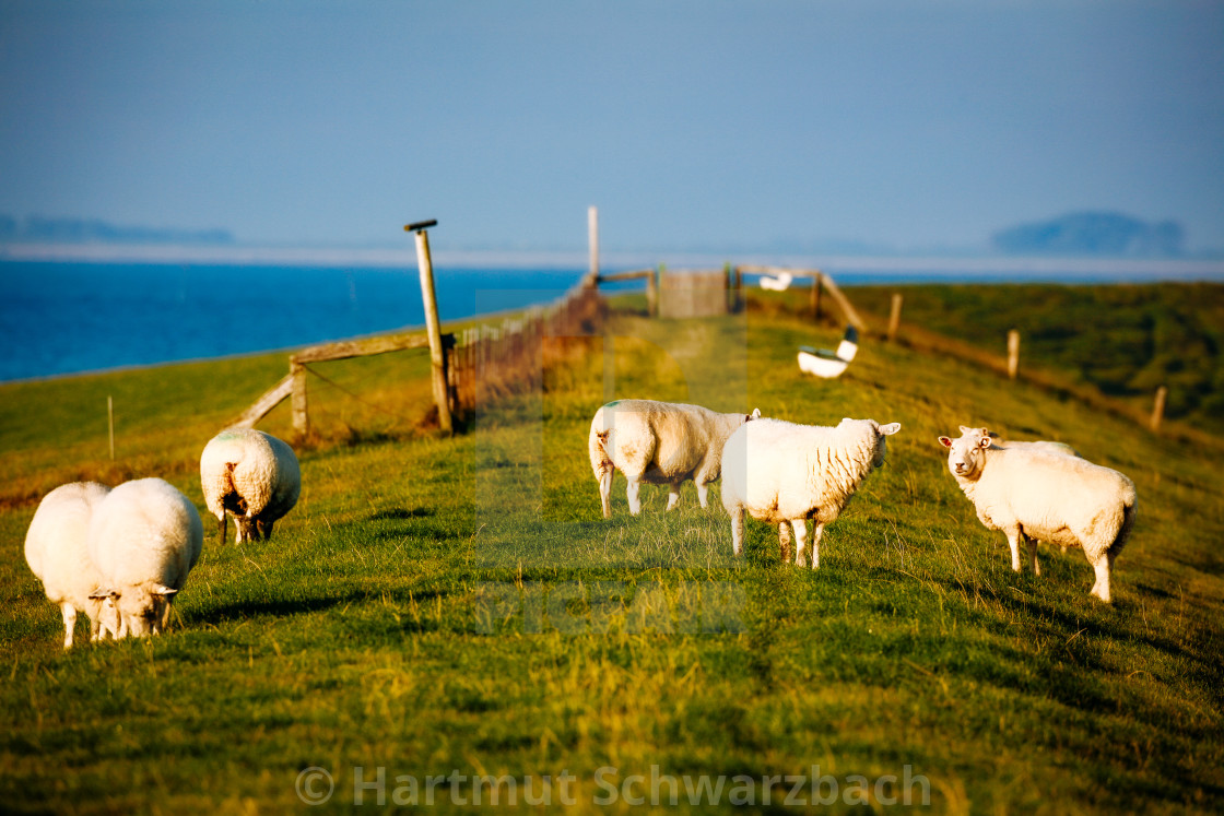 "coastal protection on the north sea" stock image