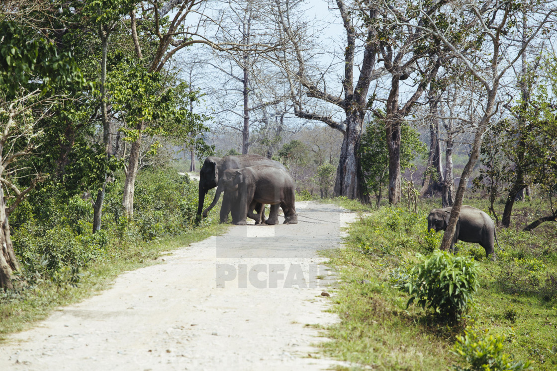 "Kaziranga Nationalpark" stock image