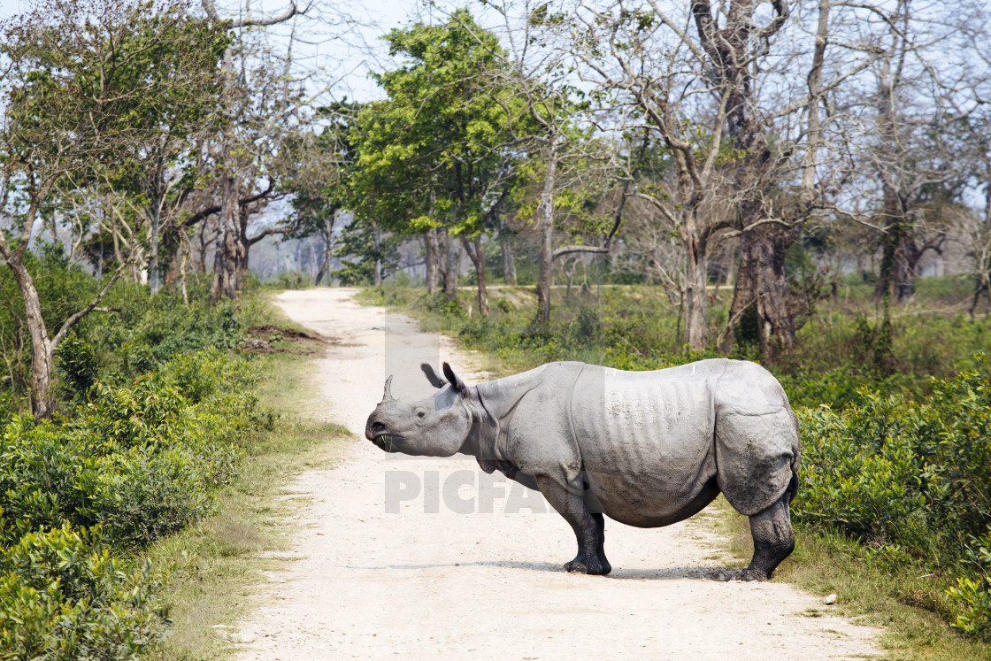 "Kaziranga Nationalpark" stock image