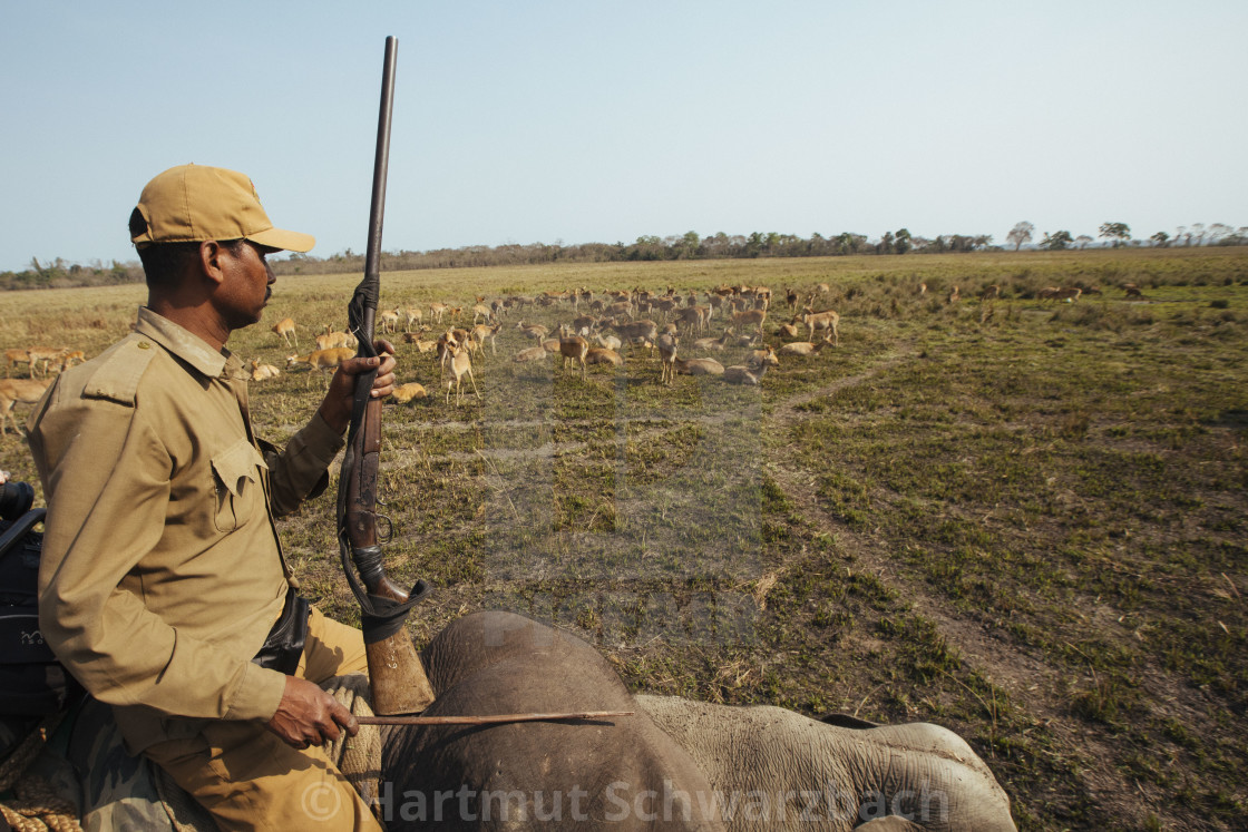 "Kaziranga Nationalpark" stock image