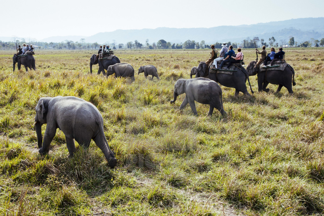 "Kaziranga Nationalpark" stock image