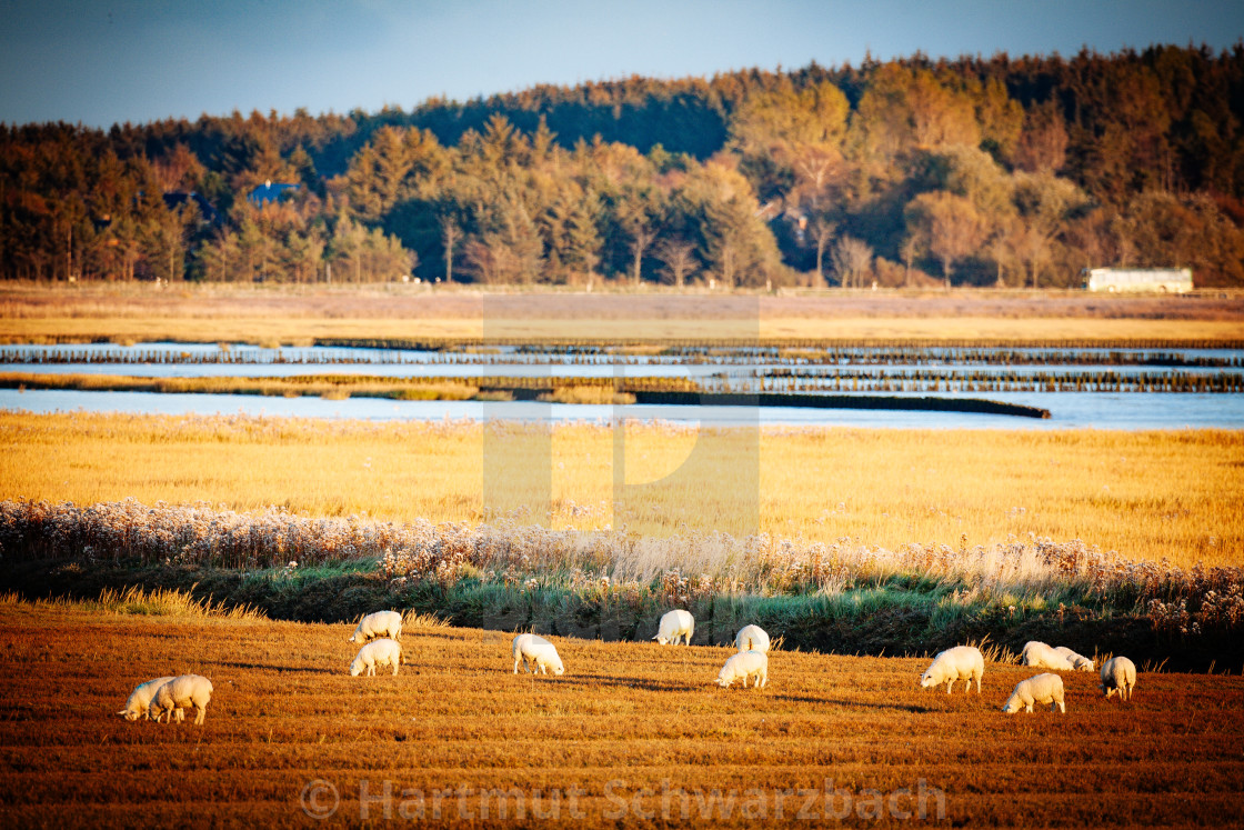 "coastal protection on the north sea" stock image