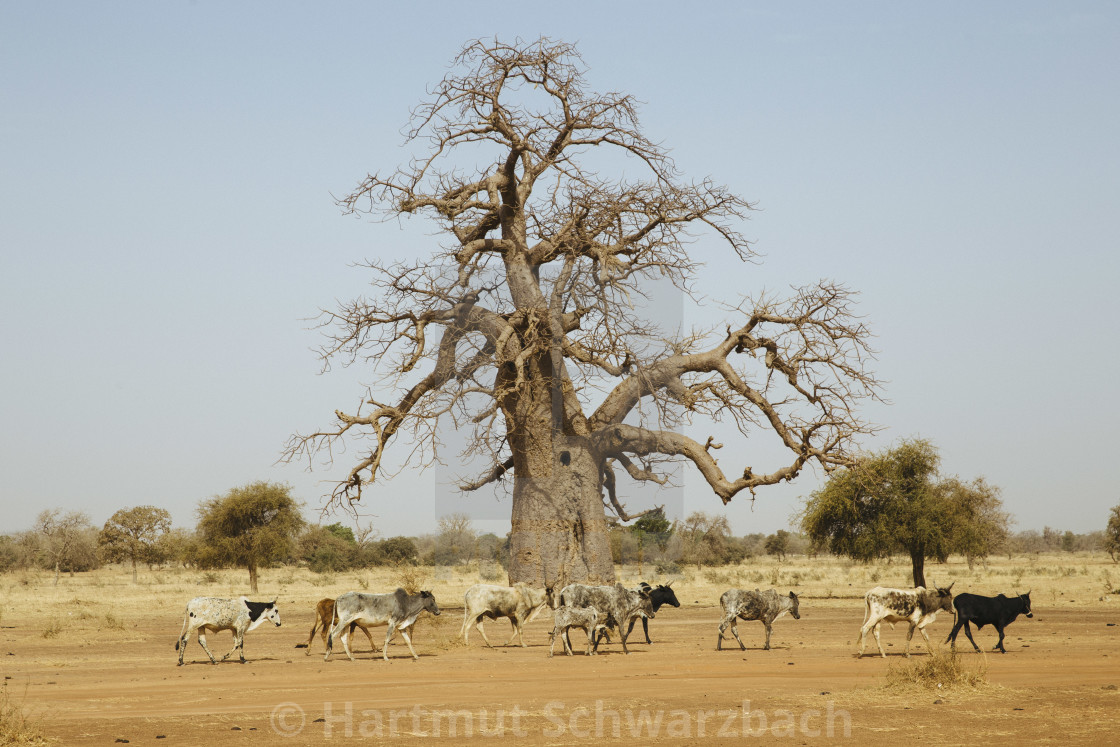 "Burkina Faso" stock image