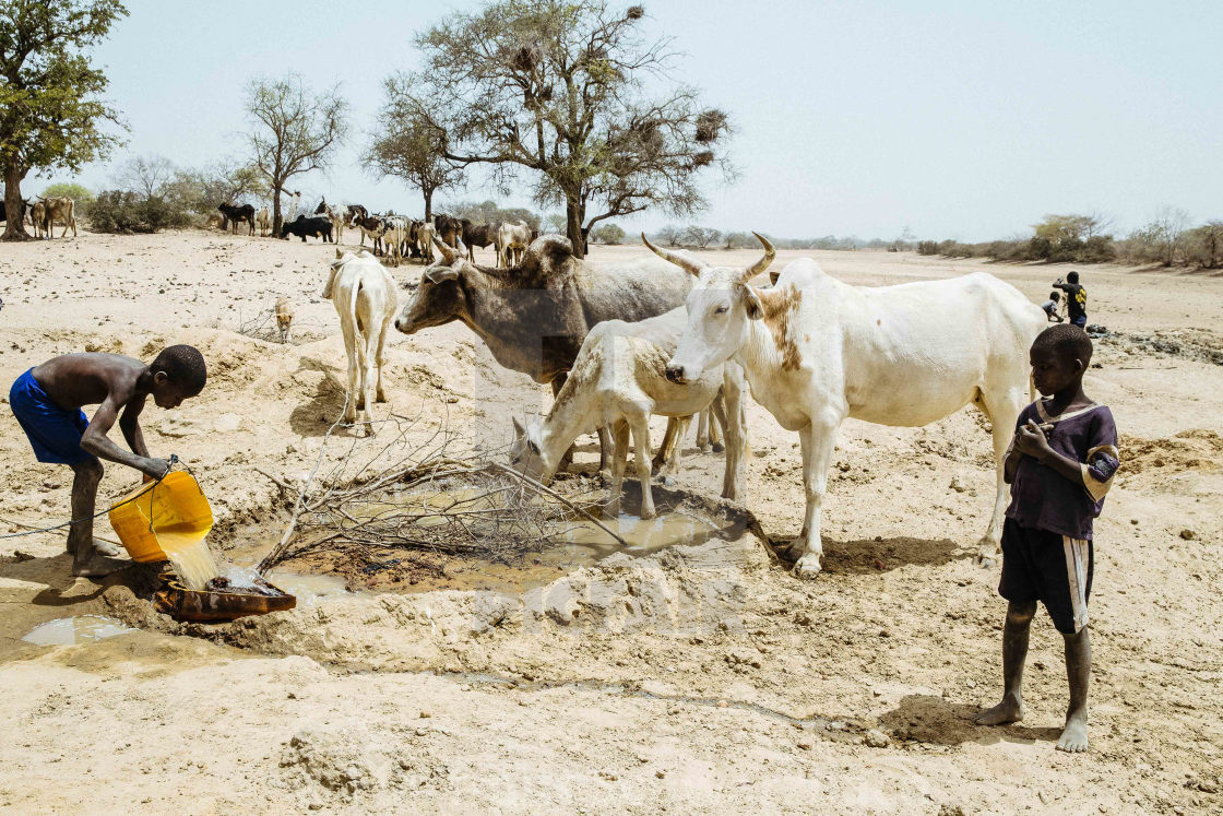 "Water Hole in the Sahel Zone, Burkina Faso" stock image