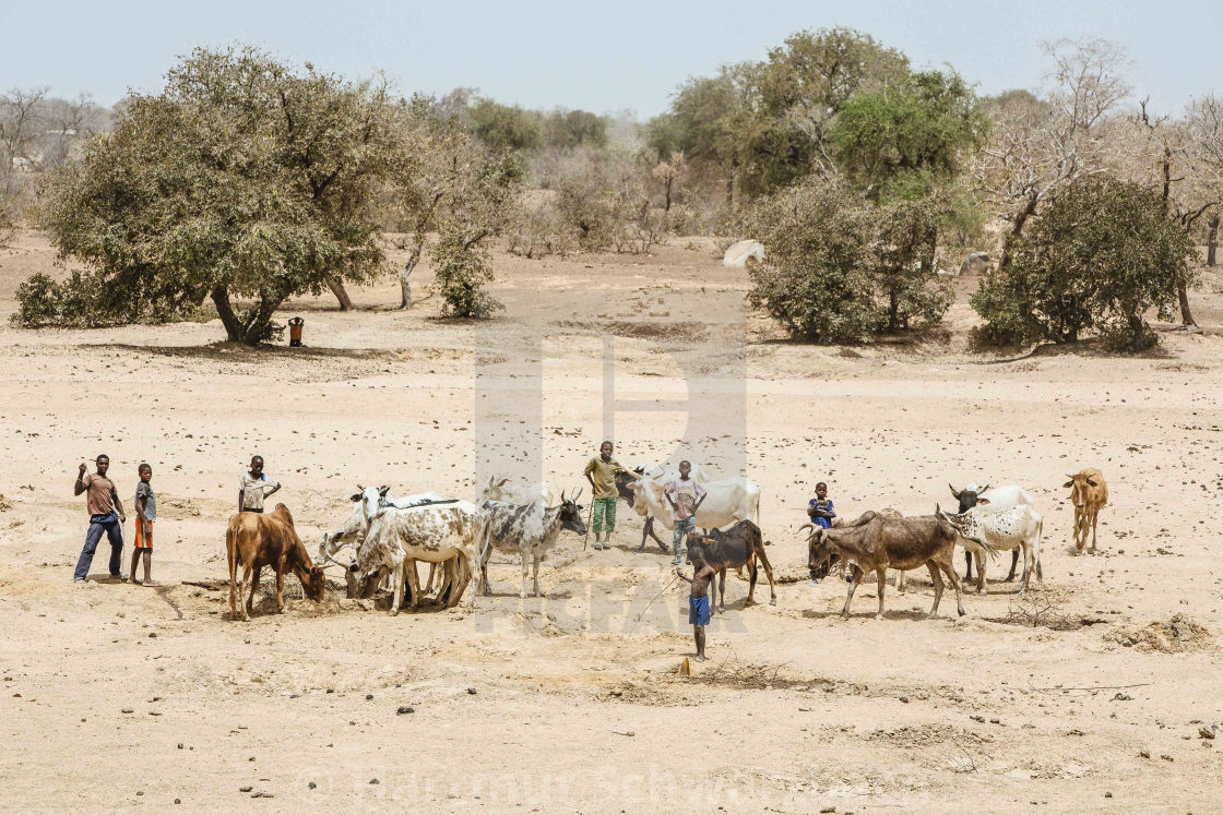 "Water Hole in the Sahel Zone, Burkina Faso" stock image