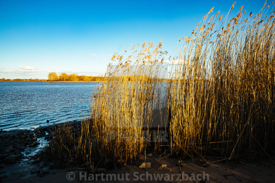 "Uferlandschaft mit Weiden an der Elbe" stock image