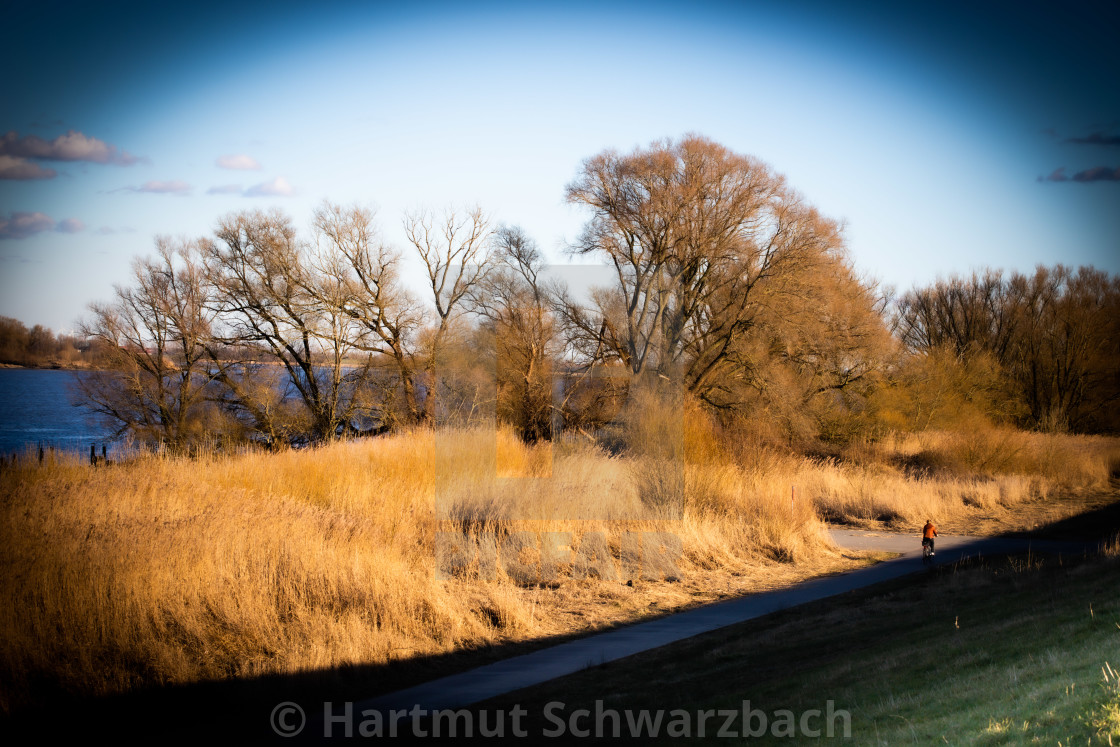 "Uferlandschaft mit Weiden an der Elbe" stock image