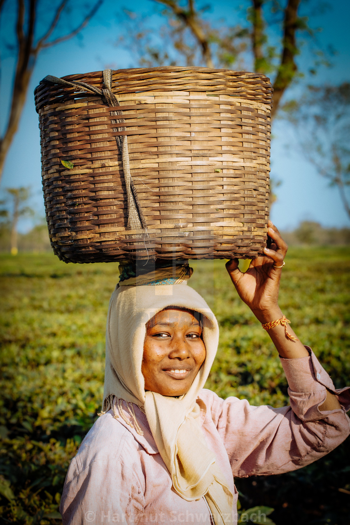 "Teeplantage" stock image