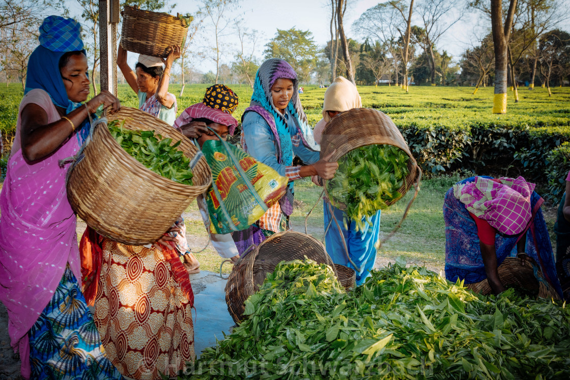 "Teeplantage" stock image