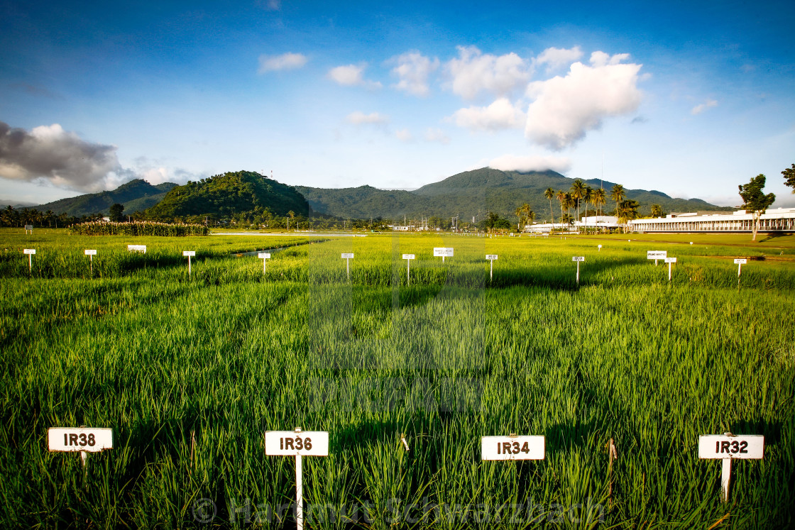 "Golden Rice - Goldener Reis - IRRI Los Banos" stock image