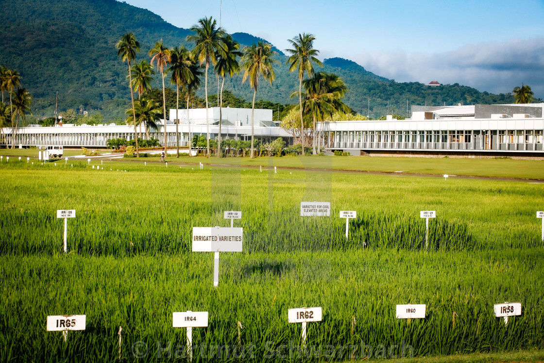 "Golden Rice - Goldener Reis - IRRI Los Banos" stock image