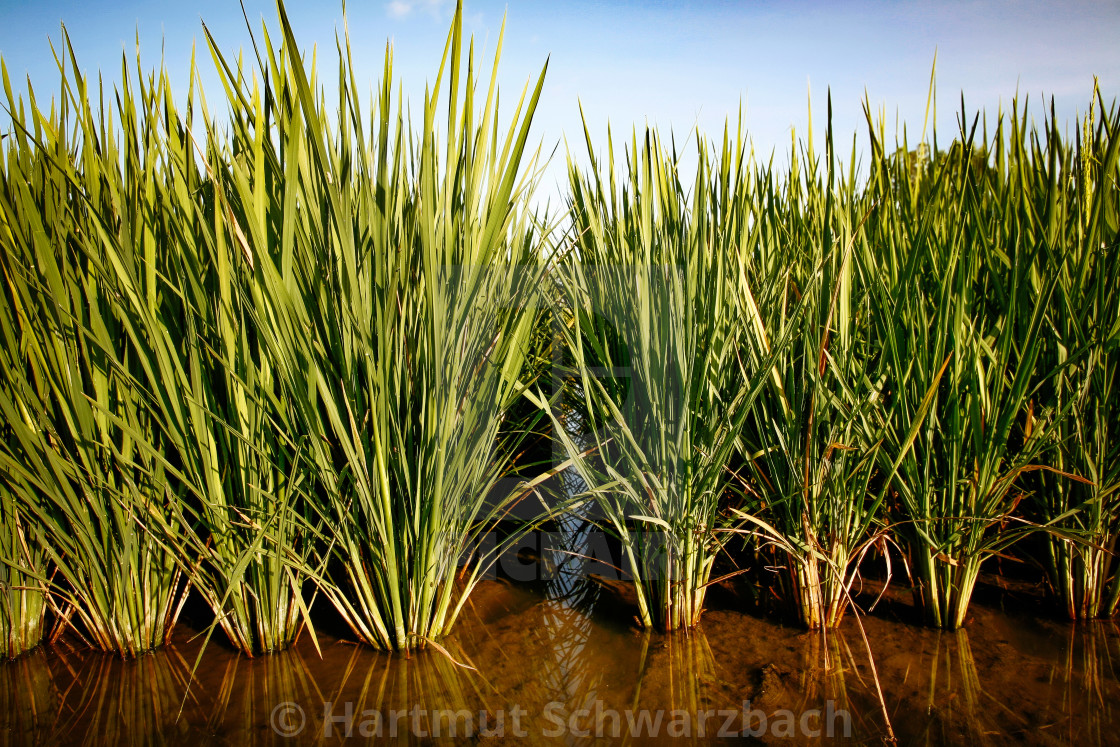 "Golden Rice - Goldener Reis - IRRI Los Banos" stock image