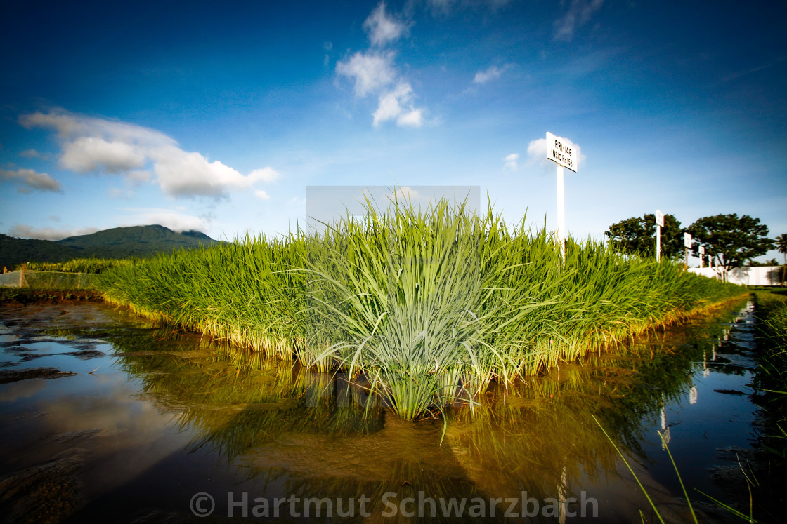 "Golden Rice - Goldener Reis - IRRI Los Banos" stock image