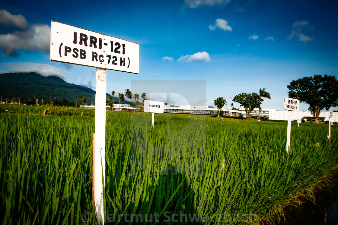 "Golden Rice - Goldener Reis - IRRI Los Banos" stock image