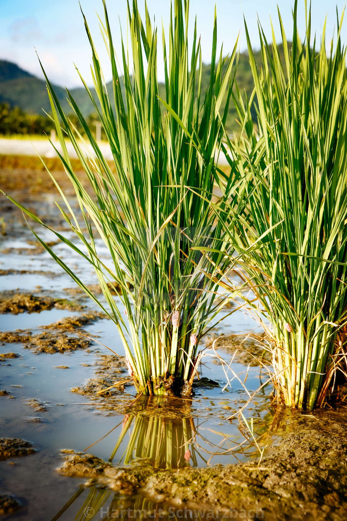 "Golden Rice - Goldener Reis - IRRI Los Banos" stock image